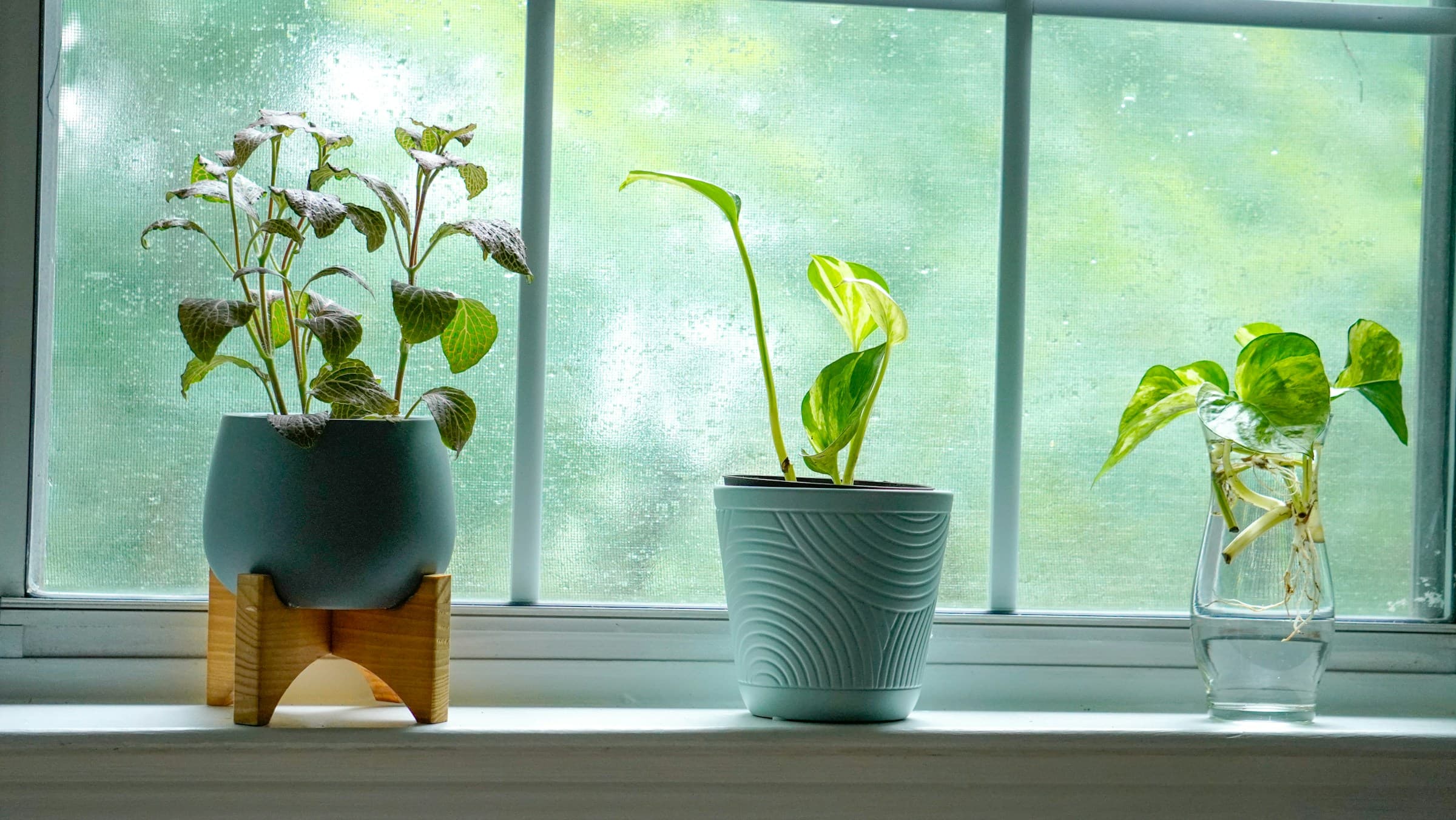 Drie planten in potten op een vensterbank voor het raam.