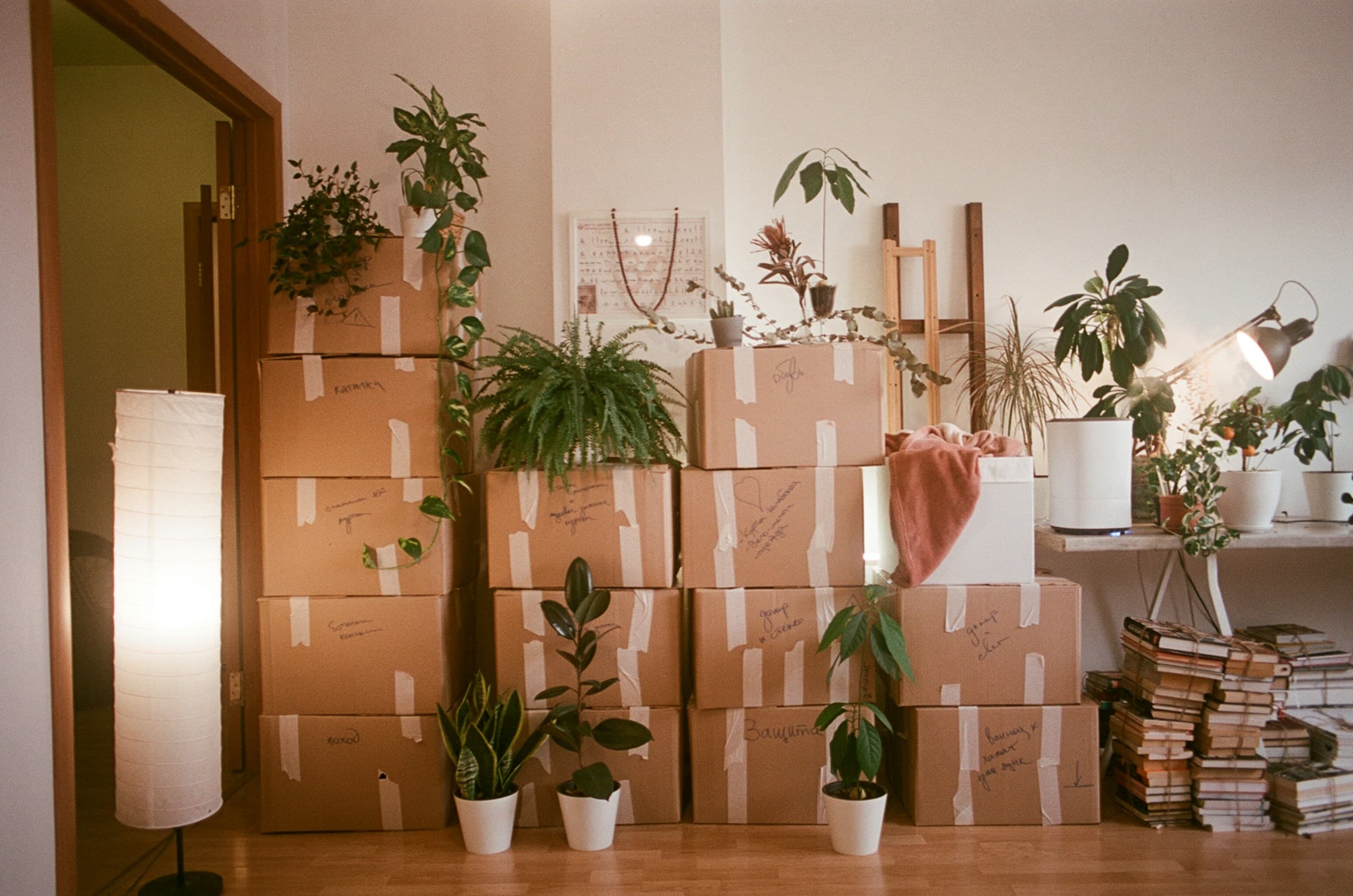 Een lichte kamer met verhuisdozen en planten.